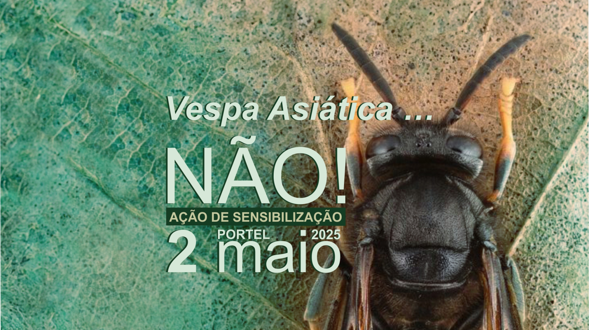 Ação de Sensibilização – Vespa Asiática… Não!