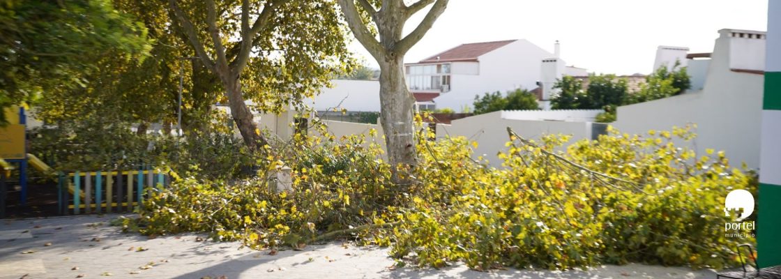 noticia-dentro-limpeza-arvores-2025-8