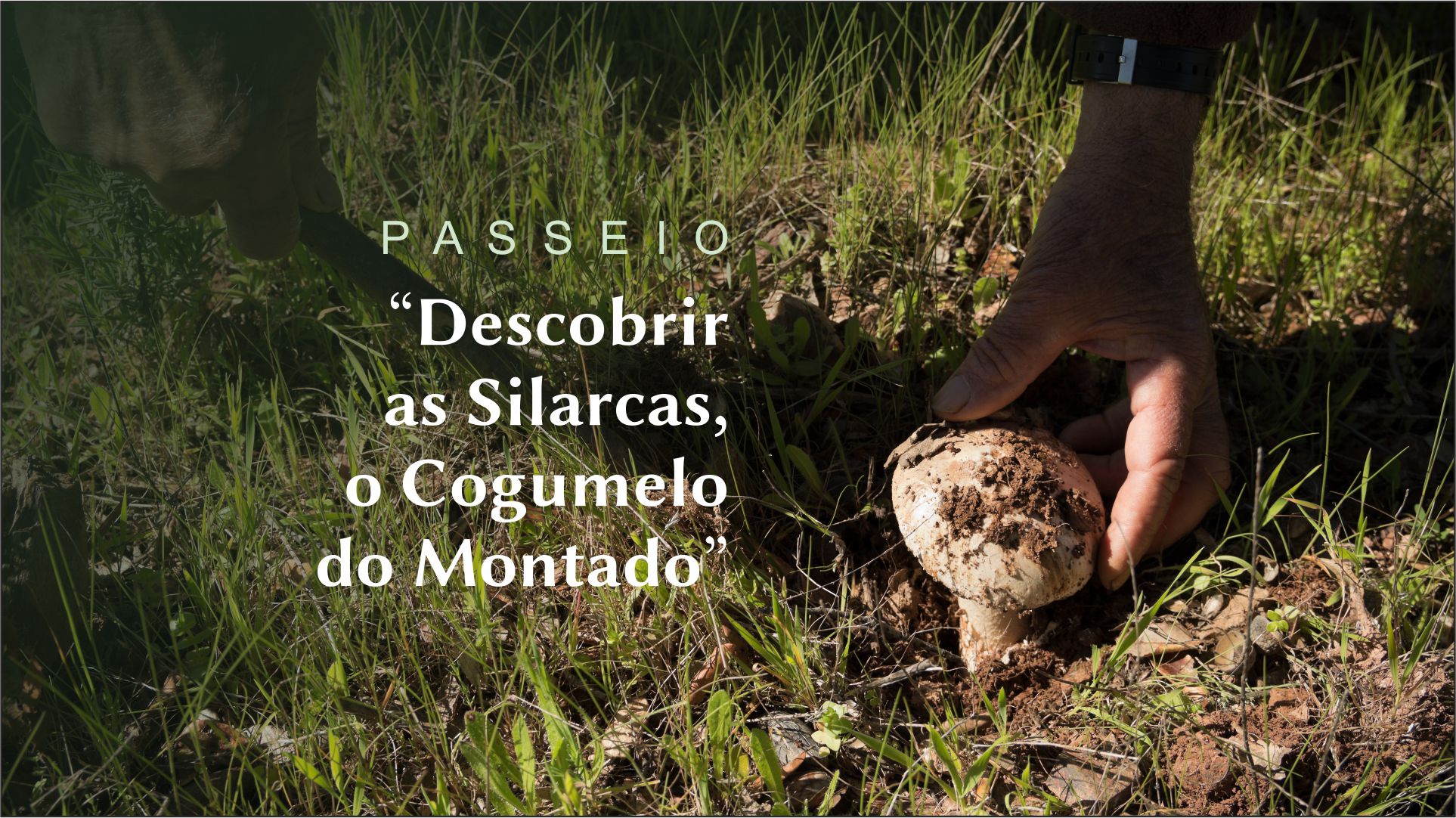 Passeio Pedestre – Descobrir as Silarcas, O Cogumelo do Montado